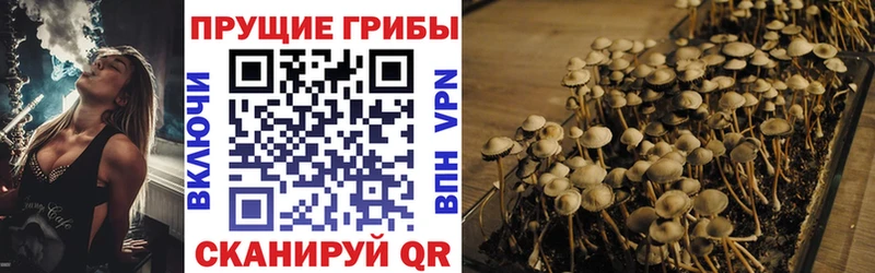 Купить закладки  Владикавказ  Псилоцибиновые грибы GOLDEN TEACHER 